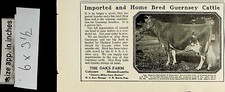 1922 Oaks Farm Home Bred Guernsey Cattle Vintage Print Ad 6444