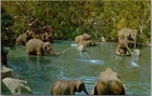 Vintage DISNEYLAND Anaheim Postcard "Elephant Bathing Pool - Adventureland" #B-5