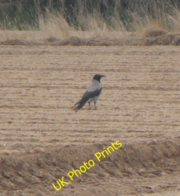 Foto 6x4 Kapuzenkrähe (Corvus cornix) - Constantine Bay Constantine Bay\/ c2015