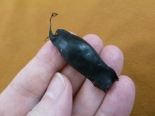 (s800-154) Small Catshark egg case casing educational Scyliorhinidae Cat shark