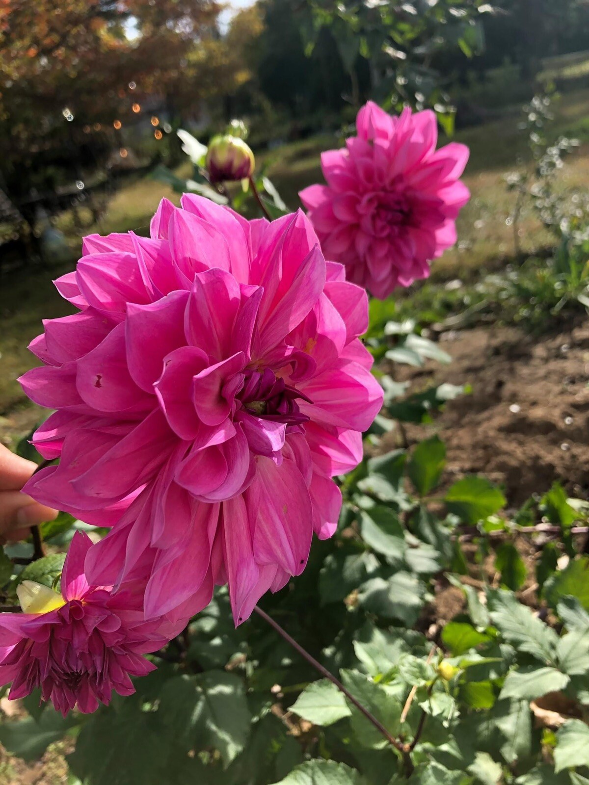 Seed From Cold Hardy Dahlia Breeding Mrs. I De Ver Warner RARE eBay