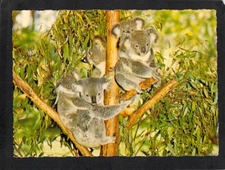 B0503 Australia Koalas in Tree Hughes postcard