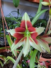 Hippeastrum ESS X Bukasovii  10 seeds, Amaryllis