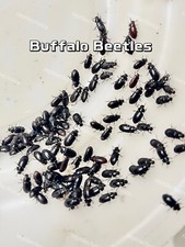 Cleaner Crew-Buffalo Beetle-Lesser Mealworm