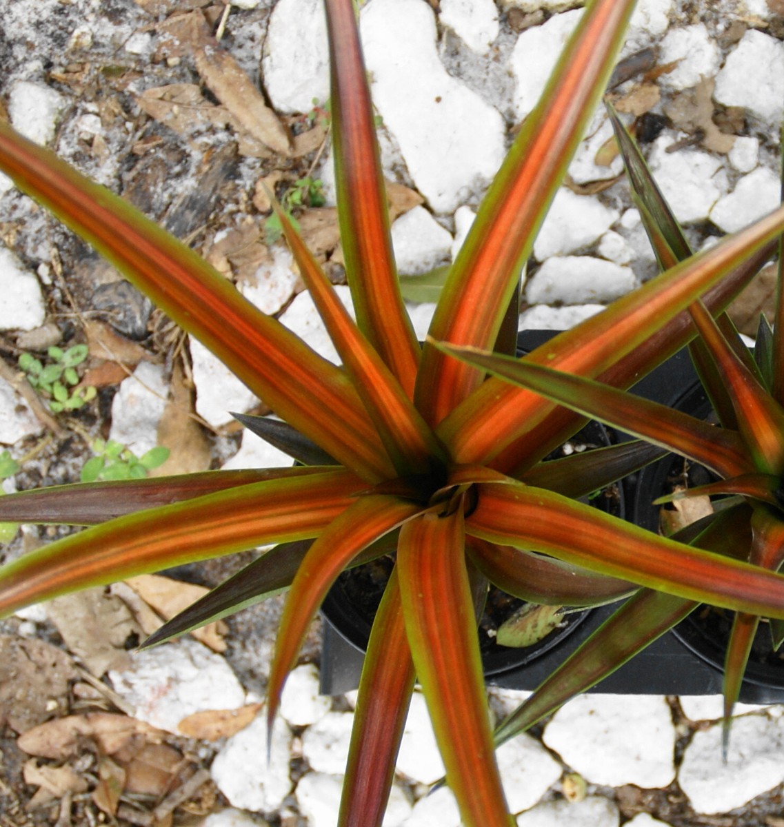 PINEAPPLE PLANT - Red Spineless Pineapple - Ornamental - 6"- 13"+ Offset |  eBay