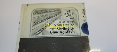 H83 GLASS Slide or Negative ''HEALTHY CHICKS AND ITS NO SECRET TO THOSE THAT BUY''