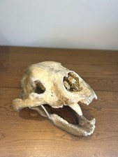 1:1 Short Faced Bear Skull