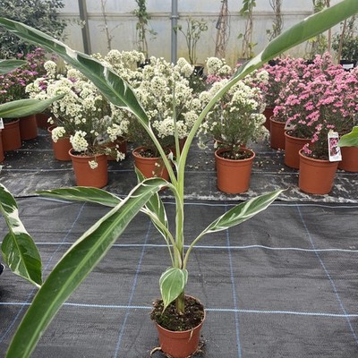 Musa Florida Variegata - Rare and exotic with stunning leaves Musa Florida Variegata - Rare and exotic with stunning leaves