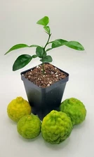 Healthy kaffir lime plant seedlings, 2-4 inches tall