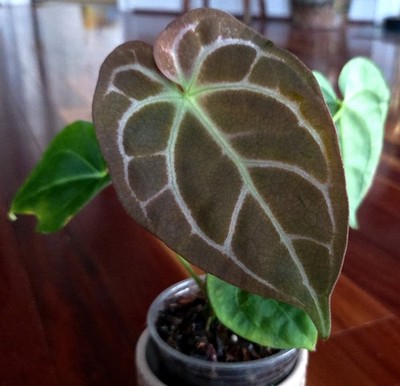 monstera thai constellation vs variegated Monstera 'Thai Constellation' main image 1