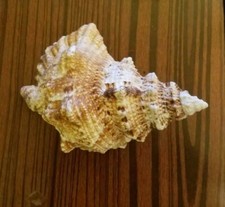 6" Giant Frog SeaShell (Bursa bubo) Collectable shell