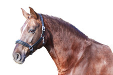 Euroriding Halfter Nancy, Leder, Euro-Club