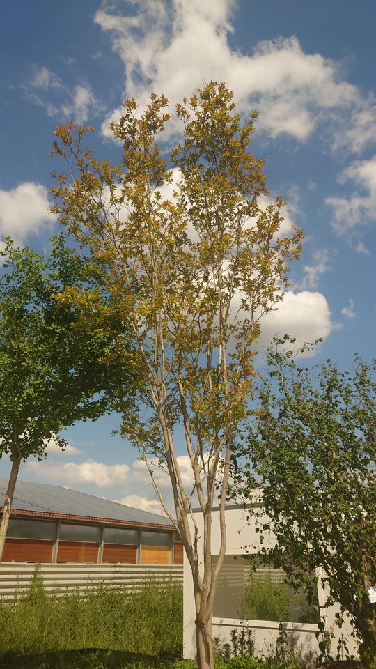 Kreppmyrte (Lagerstroemia natchez) höhe: ca. 350cm - Bild 3 von 4