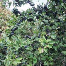 T&M Blackthorn Sloe Hedging Hardy Garden Plants 1 to 1000