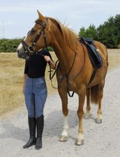 Windsor Equestrian Leather Havana Running Martingale Size Shet Horse Equipment