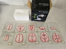10 THINKGEEK Anatomic Brain Specimen Coasters Open Box FREE SHIPPING