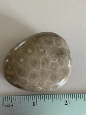 Polished Petoskey Stone 2.69oz