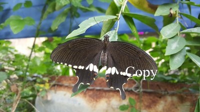Virtual Digital Image Picture for Wallpaper Background Web Design - Butterfly