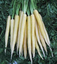 150 SEEDS - carrot LUNAR WHITE - USA GroCo - BUY 15-SHIPS FREE