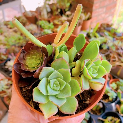 small succulent arrangements Cement Succulent Arrangement Planter