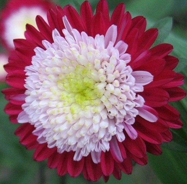 Seeds Aster Pompon Winter Cherry Red Outdoor Annual Garden Cut Organic Ukraine For Sale Online Ebay