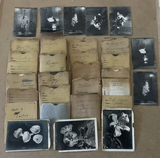 VTG Lot 4x5” Large Format 150+ B&W Photo Negatives Lot FLOWERS 1950s Damaged COA