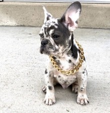 Cuban Link Gold Chain Dog Collar
