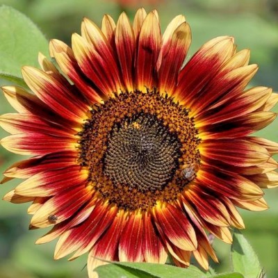 50+INDIAN BLANKET SUNFLOWER Seeds Native Wildflower Pollinators Cut Flowers  Easy | eBay