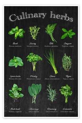 Poster Culinary herbs - Thomas Klee
