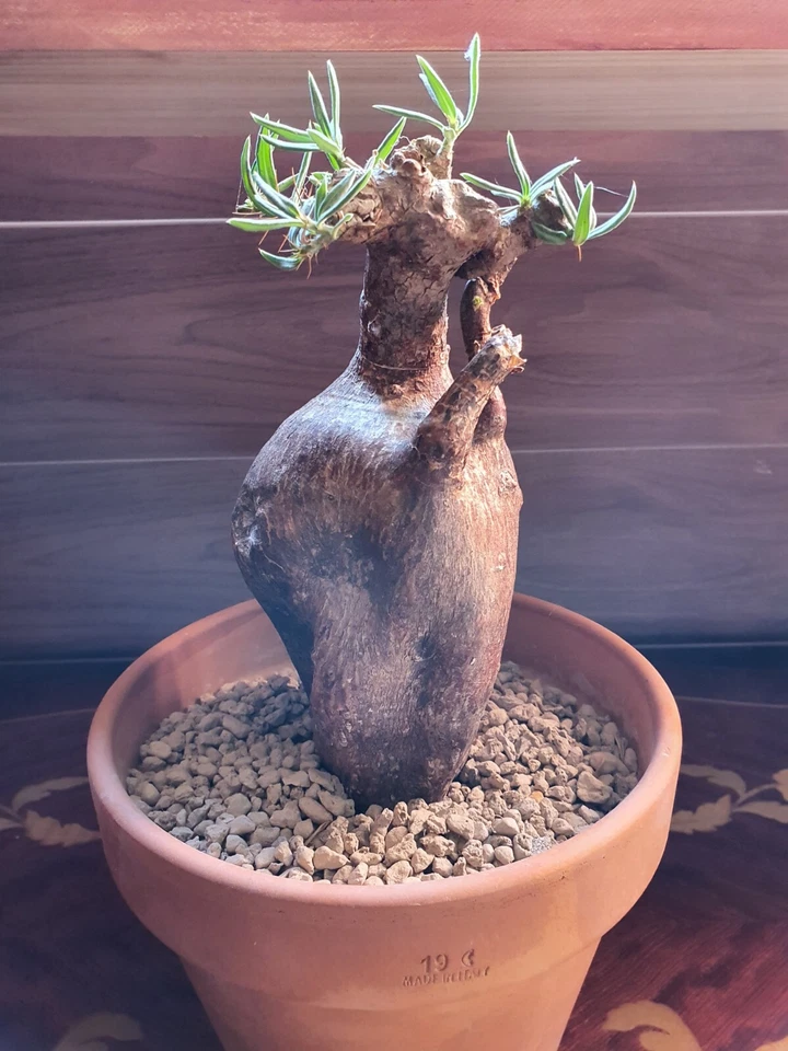 Pachypodium Bispinosum Big Rare Adult CAUDEX succulent suculenta grande - Imagen 4 de 4