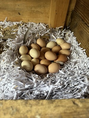12 Fertile Mixed Breed Chicken Hatching Eggs