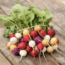 200 Rainbow Radish Seeds | Mix Radishes Seeds-Garden Vegetable Seed-Non-GMO