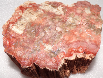 #ad #ad 2 Lb 12.7 oz Araucarioxylon Petrified Wood Chinle Formation Apache County AZ $43.46