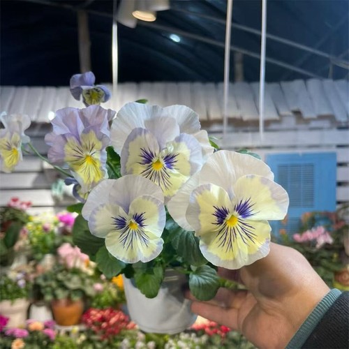 500 Multicolor Pansy Seeds Winter Cold-Resistant Iris Balcony Courtyard Flowers - Picture 37 of 41