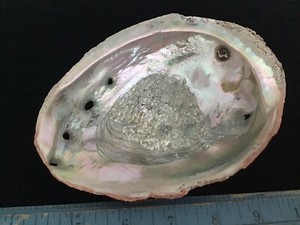 VTG Natural Abalone Shell Iridescent Seashell Bowl Dish 6”x 4.5”
