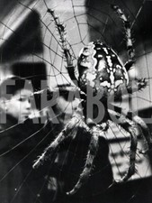 Vintage Press Photo Wild Animals Europe Venomous Spiders Print 15x20 cm