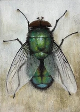 Fly Original Oil Paintings Nature's Insect Delightful Art small 5 x 7 in