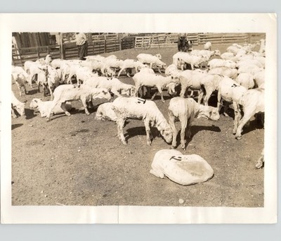 Asphaltic Paint Stamp Replaces Branding of SHORN SHEEP 1941 Press Photo