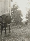 Antique RPPC Of A Woman On A Farm With Cows — photo 3