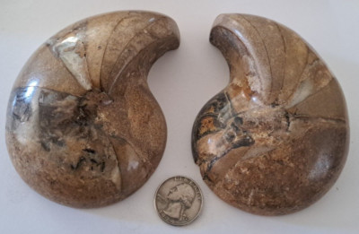 Natural Ammonite 4.75'' Spiral Fossil Shell Madagascar 2 Half Cut Large Crystal**