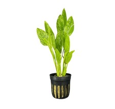 Marble Queen Radican Sword Pot | Buy3Get1Free | Live Aquatic Plants
