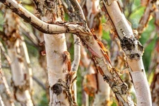 River Birch Tree Seedlings for Planting - Year Old Seedlings