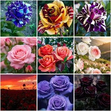 300 Mixed Climbing Rose Seeds for Planting Outdoors-Hybrid Rare Rose Flower ...