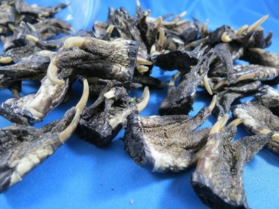 WHOLESALE LOT OF 100 cut SMALL FLORIDA GATOR ALLIGATOR FEET REAL CLAWS crafts
