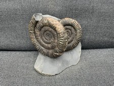 Double Dactylioceras sp Fossil Ammonite, Jurassic, Whitby, Yorkshire, England