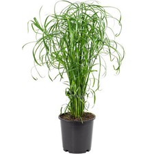 Zyperngras - Cyperus alternifolius - Höhe ca...