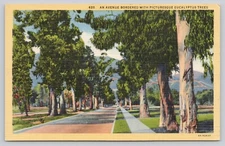 Avenue Bordered Eucalyptus Trees California Linen Postcard Unposted