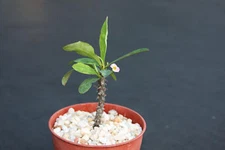 Euphorbia milii tenuispina cacti rare succulent plant 4