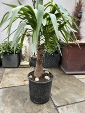 Large Real House Plant 