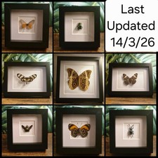 Real Insect Butterfly Frame Taxidermy Entomology - Multiple Options